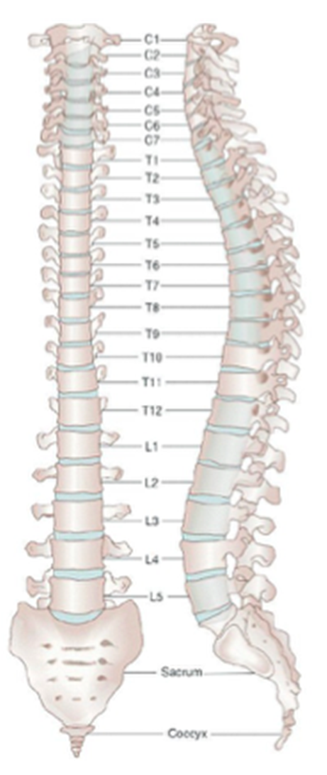 Colonne vertébrale